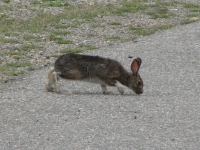 Snowshoe Hare